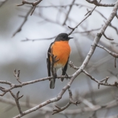 Petroica phoenicea (Flame Robin) at Rendezvous Creek, ACT - 17 Oct 2018 by AlisonMilton