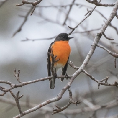 Petroica phoenicea (Flame Robin) at Rendezvous Creek, ACT - 17 Oct 2018 by AlisonMilton