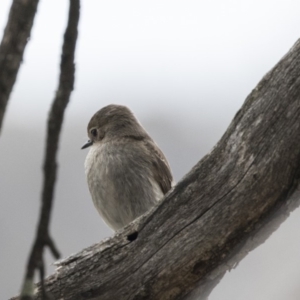 Petroica phoenicea at Rendezvous Creek, ACT - 17 Oct 2018 12:18 PM