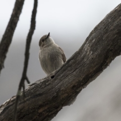 Petroica phoenicea at Rendezvous Creek, ACT - 17 Oct 2018 12:18 PM