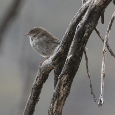 Malurus cyaneus (Superb Fairywren) at Rendezvous Creek, ACT - 17 Oct 2018 by Alison Milton