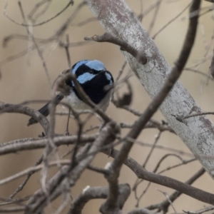 Malurus cyaneus at Rendezvous Creek, ACT - 17 Oct 2018