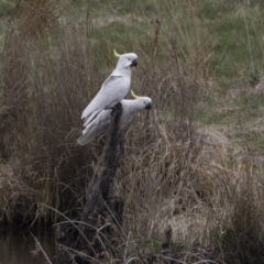 Cacatua galerita (Sulphur-crested Cockatoo) at Rendezvous Creek, ACT - 17 Oct 2018 by AlisonMilton