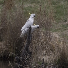 Cacatua galerita (Sulphur-crested Cockatoo) at Namadgi National Park - 17 Oct 2018 by Alison Milton