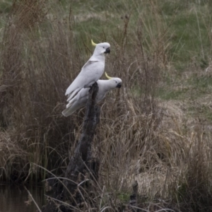 Cacatua galerita at Rendezvous Creek, ACT - 17 Oct 2018 12:28 PM