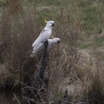 Cacatua galerita (Sulphur-crested Cockatoo) at Rendezvous Creek, ACT - 17 Oct 2018 by AlisonMilton