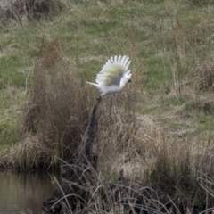 Cacatua galerita at Rendezvous Creek, ACT - 17 Oct 2018 12:28 PM