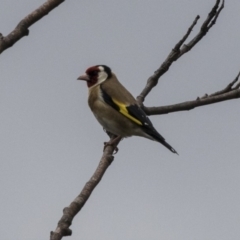 Carduelis carduelis (European Goldfinch) at Rendezvous Creek, ACT - 16 Oct 2018 by Alison Milton