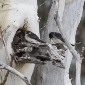 Petrochelidon nigricans at Rendezvous Creek, ACT - 17 Oct 2018 09:51 AM