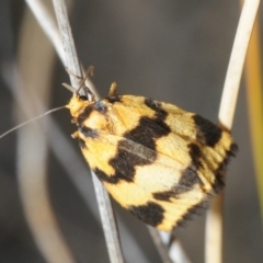 Termessa sp nr xanthomelas (A tiger moth) at Bruce Ridge to Gossan Hill - 15 Oct 2018 by Harrisi