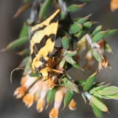 Termessa sp nr xanthomelas at Bruce, ACT - 15 Oct 2018