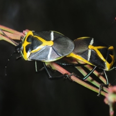 Commius elegans (Cherry Ballart Shield Bug) at Dunlop, ACT - 15 Oct 2018 by Harrisi