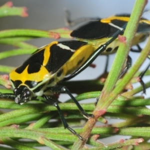 Commius elegans at Dunlop, ACT - 16 Oct 2018