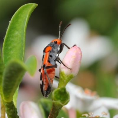 Melanerythrus mactans (A seed bug) at Acton, ACT - 15 Oct 2018 by TimL