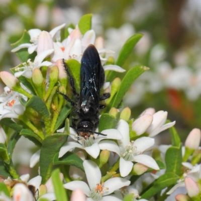 Austroscolia soror (Blue Flower Wasp) at ANBG - 15 Oct 2018 by TimL