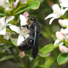 Austroscolia soror at Acton, ACT - 15 Oct 2018 12:32 PM