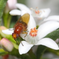 Lauxaniidae (family) at Acton, ACT - 15 Oct 2018