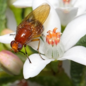 Lauxaniidae (family) at Acton, ACT - 15 Oct 2018