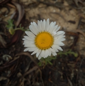 Brachyscome diversifolia var. diversifolia at Lake George, NSW - 18 Oct 2018 08:44 AM