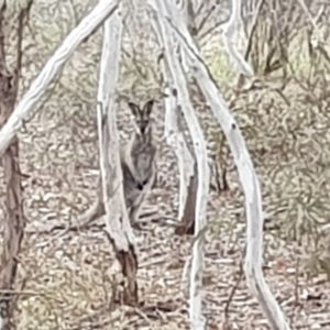 Notamacropus rufogriseus at Lyons, ACT - 17 Oct 2018 06:05 PM