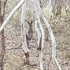 Notamacropus rufogriseus (Red-necked Wallaby) at Oakey Hill - 17 Oct 2018 by John.Butcher