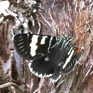 Phalaenoides glycinae at Ainslie, ACT - 17 Oct 2018 02:27 PM