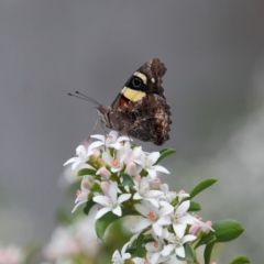 Vanessa itea (Yellow Admiral) at ANBG - 16 Oct 2018 by TimL