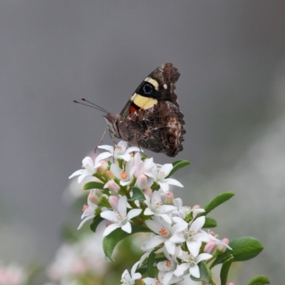 Vanessa itea (Yellow Admiral) at Acton, ACT - 16 Oct 2018 by TimL