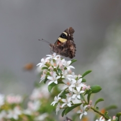 Vanessa itea at Acton, ACT - 16 Oct 2018 12:10 PM