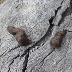 Unidentified at Hume, ACT - 14 Oct 2018 by Christine