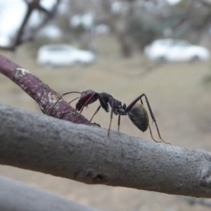Camponotus suffusus at Hume, ACT - 14 Oct 2018