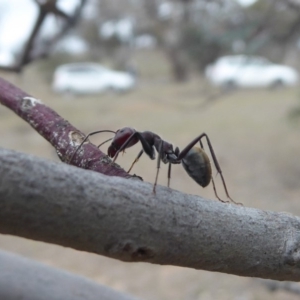 Camponotus suffusus at Hume, ACT - 14 Oct 2018 01:12 PM