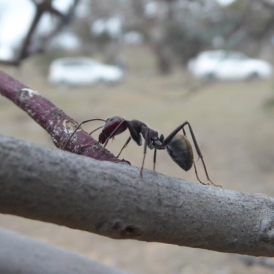 Camponotus suffusus (Golden-tailed sugar ant) at Jerrabomberra Grassland - 14 Oct 2018 by Christine