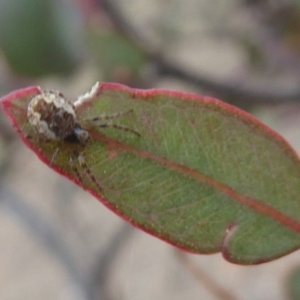 Araneidae (family) at Hume, ACT - 14 Oct 2018 01:14 PM