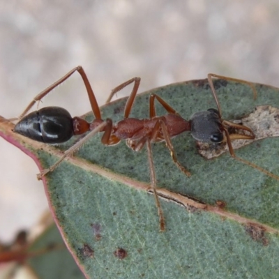Myrmecia nigriceps (Black-headed bull ant) at Hume, ACT - 14 Oct 2018 by Christine