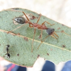 Myrmecia nigriceps at Hume, ACT - 14 Oct 2018 01:15 PM