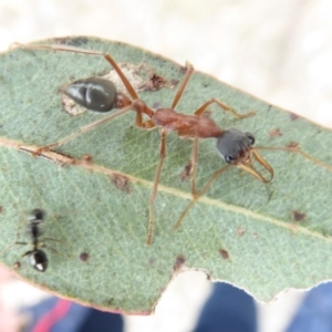 Myrmecia nigriceps at Hume, ACT - 14 Oct 2018 01:15 PM