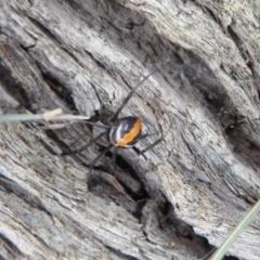 Latrodectus hasselti (Redback Spider) at Jerrabomberra Grassland - 14 Oct 2018 by Christine