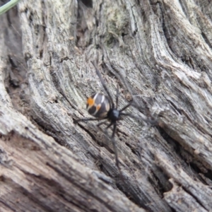 Latrodectus hasselti at Hume, ACT - 14 Oct 2018