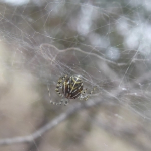 Theridiidae (family) at Hume, ACT - 14 Oct 2018 01:31 PM