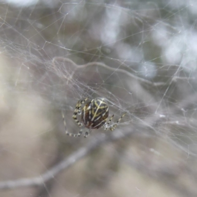 Theridiidae (family) (Comb-footed spider) at Hume, ACT - 14 Oct 2018 by Christine