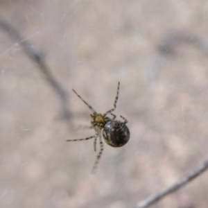 Theridiidae (family) at Hume, ACT - 14 Oct 2018