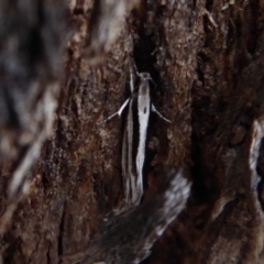 Tineidae (family) (Clothes moths (Tineidae)) at Jerrabomberra Grassland - 14 Oct 2018 by Christine