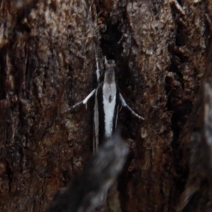 Tineidae (family) at Jerrabomberra, ACT - 14 Oct 2018 02:20 PM