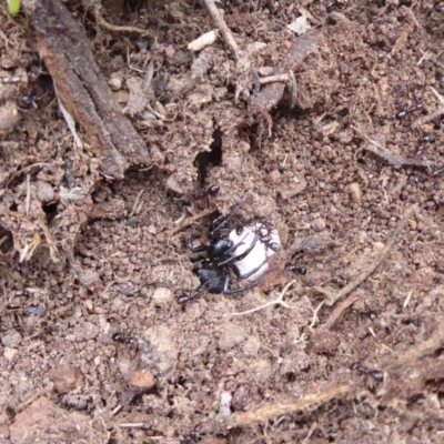 Zodariidae (family) (Unidentified Ant spider or Spotted ground spider) at Jerrabomberra Grassland - 14 Oct 2018 by Christine