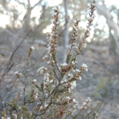 Styphelia attenuata (Small-leaved Beard Heath) at Tralee, NSW - 7 Oct 2018 by MichaelBedingfield