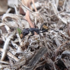 Camponotus suffusus (Golden-tailed sugar ant) at Jerrabomberra Grassland - 14 Oct 2018 by Christine