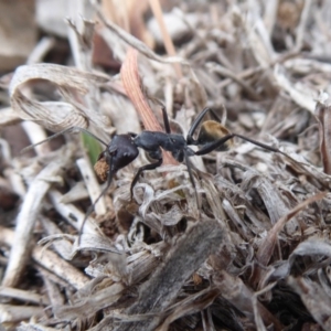 Camponotus suffusus at Jerrabomberra, ACT - 14 Oct 2018