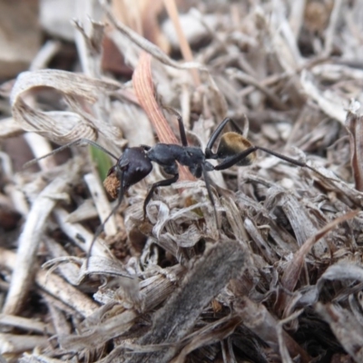 Camponotus suffusus (Golden-tailed sugar ant) at Jerrabomberra, ACT - 14 Oct 2018 by Christine