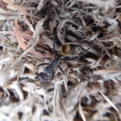 Camponotus suffusus at Jerrabomberra, ACT - 14 Oct 2018